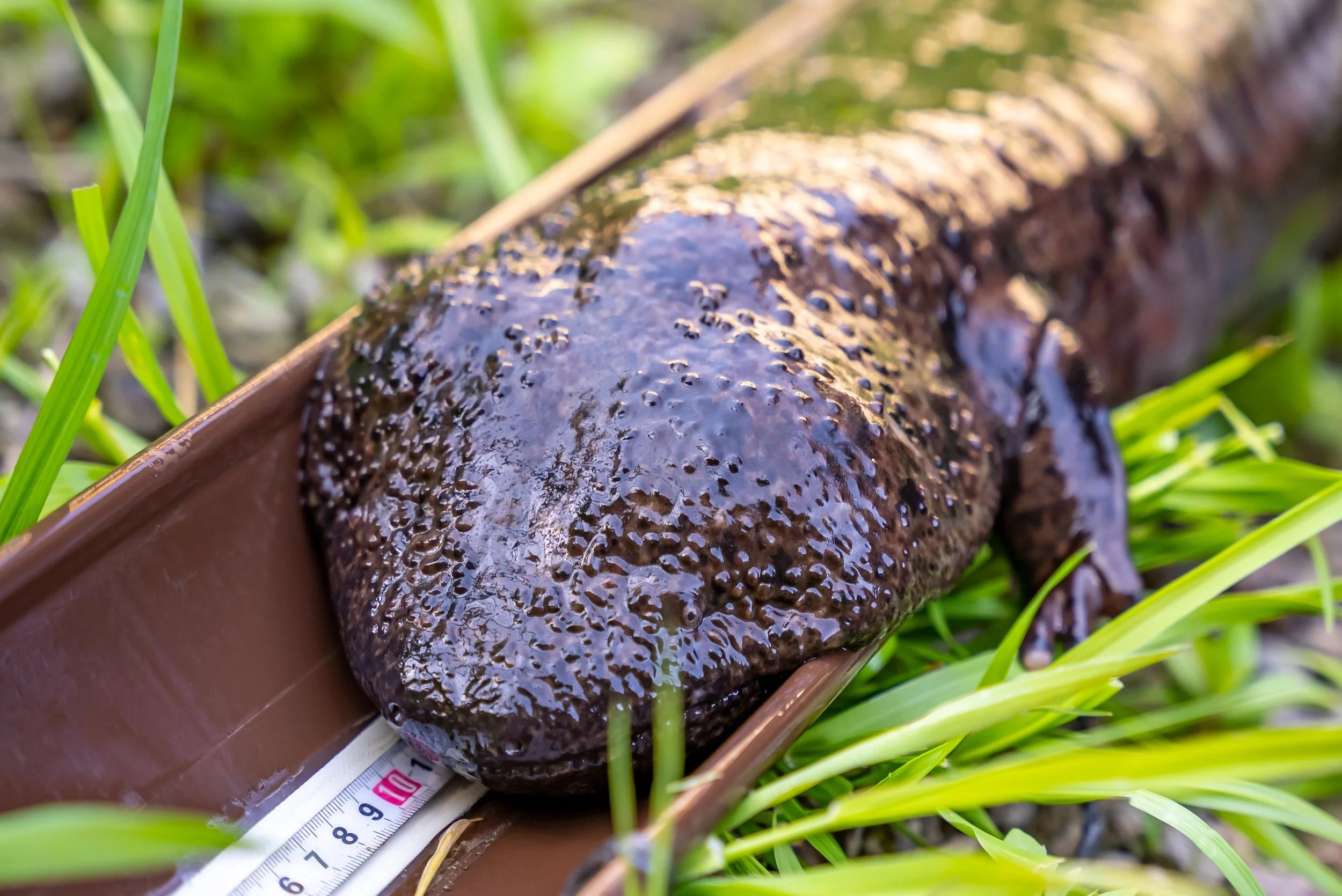 All about Japanese Giant Salamanders — Sustainable Daisen